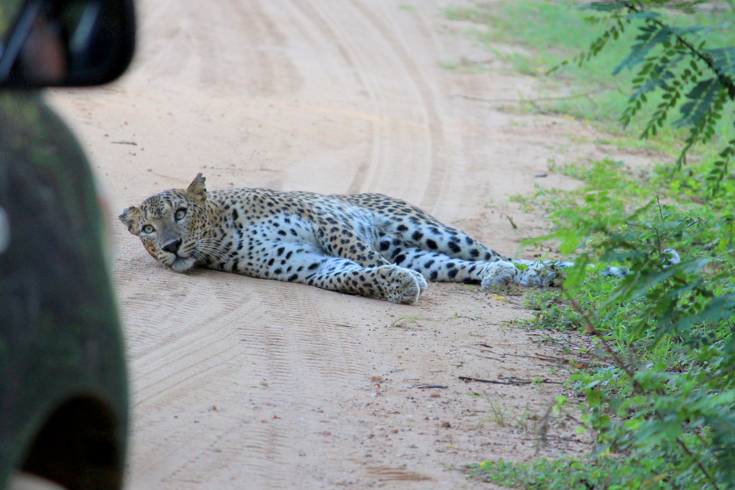 leopard at yala