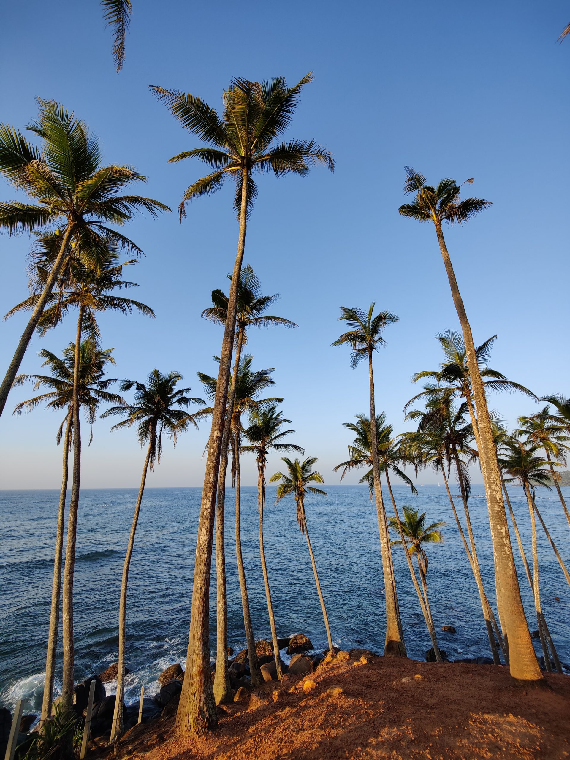 coconut tree hill