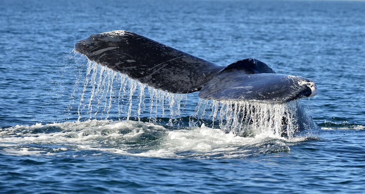 whale watching mirissa