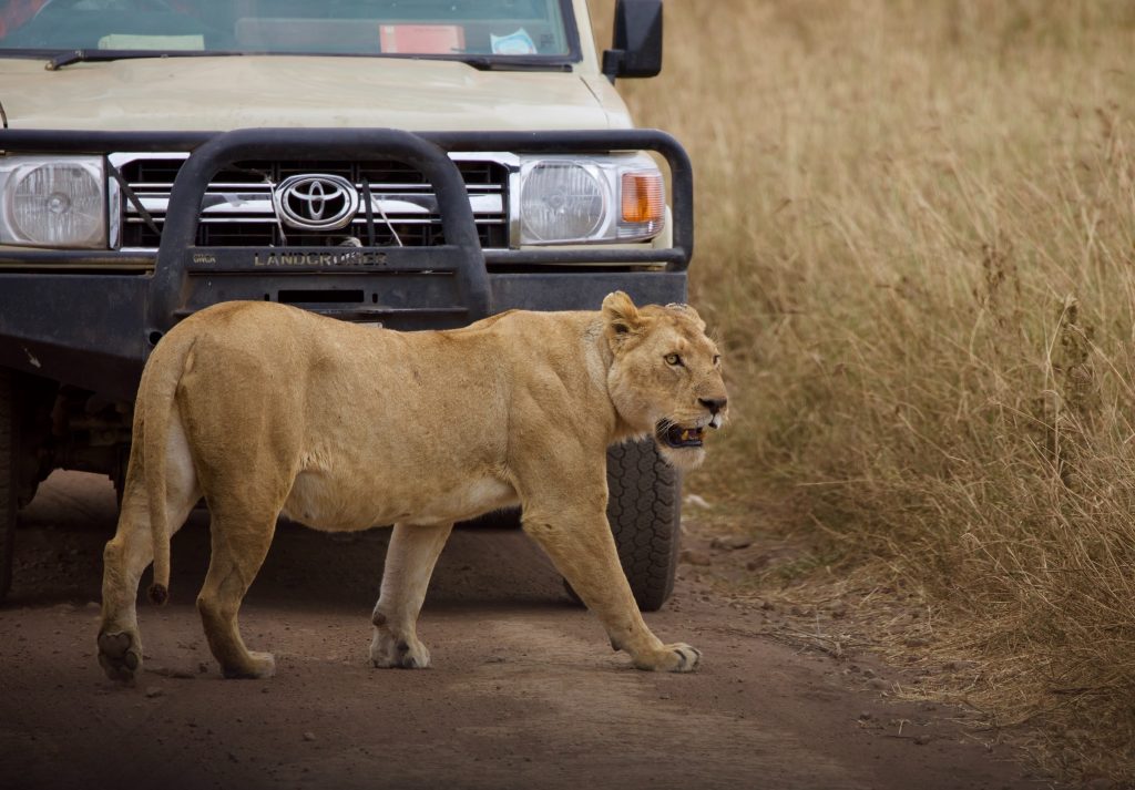 tanzania safari