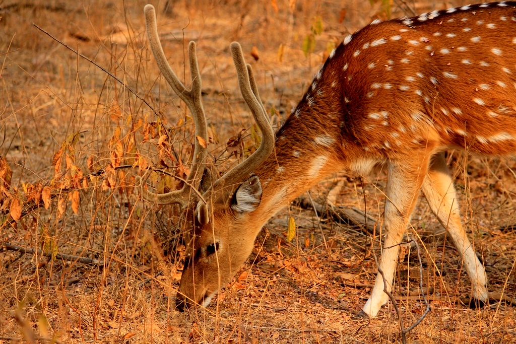 Ranthambore