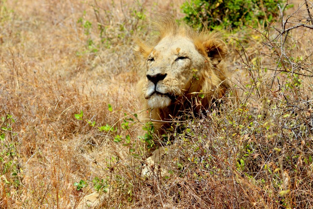 lion nairobi national park