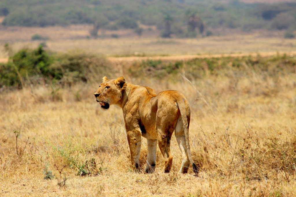 Nairobi National Park 48 hours in Nairobi