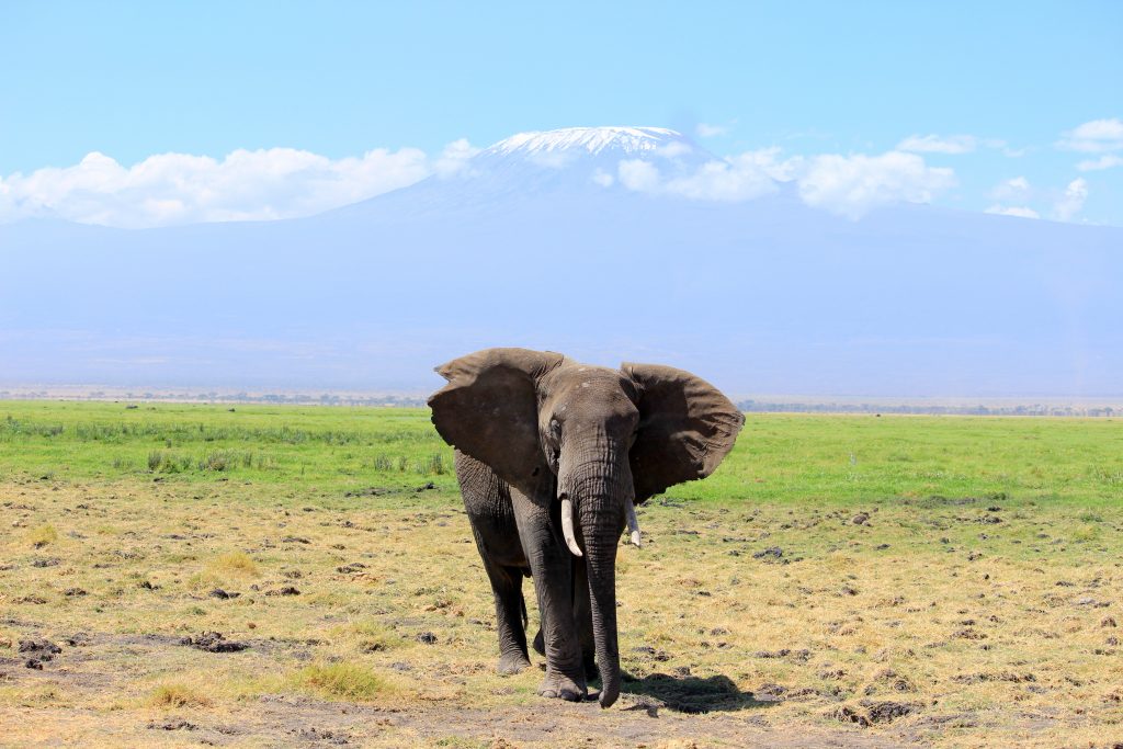 elephants at Amboseli