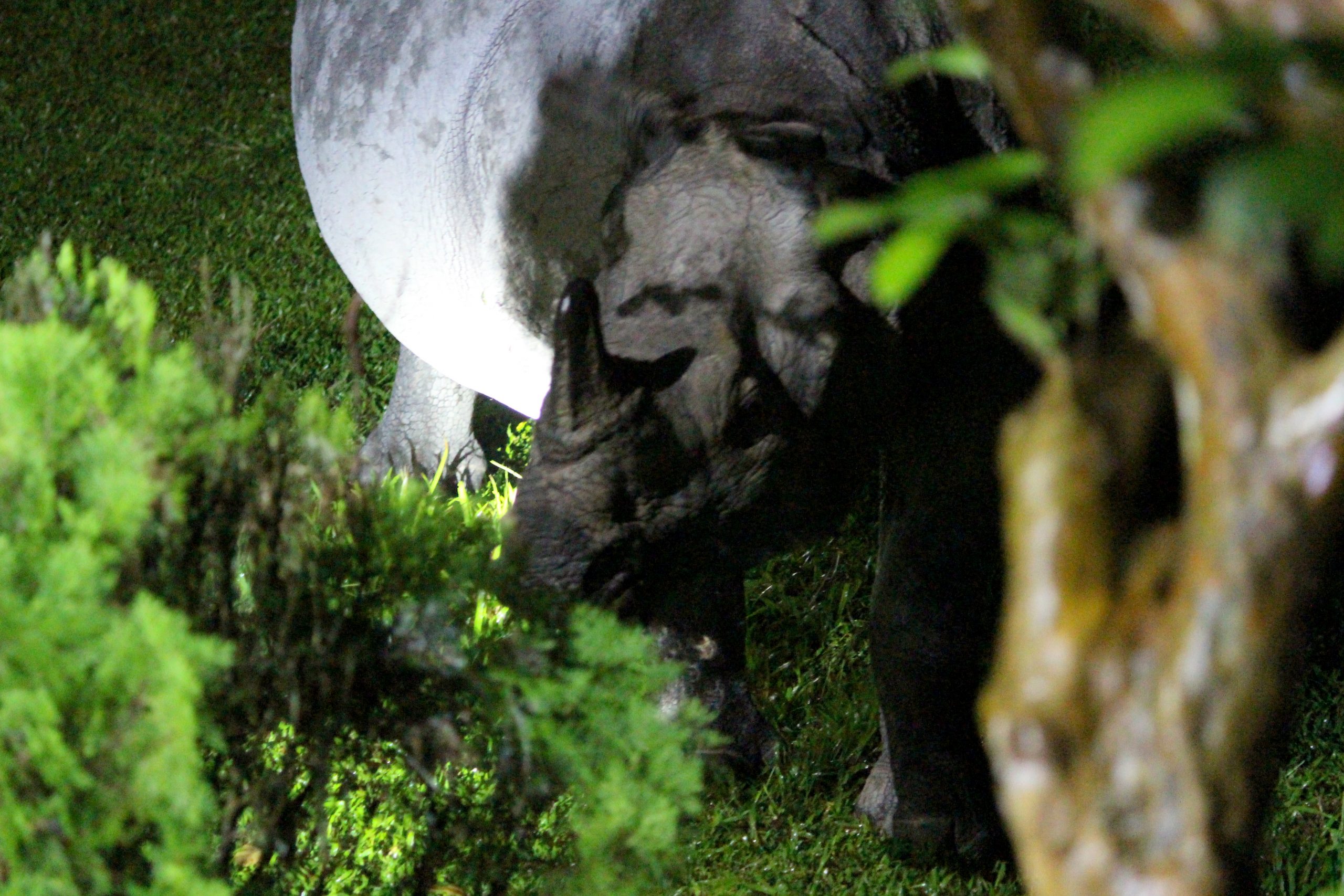 one-horned rhino in jaldapara bengal