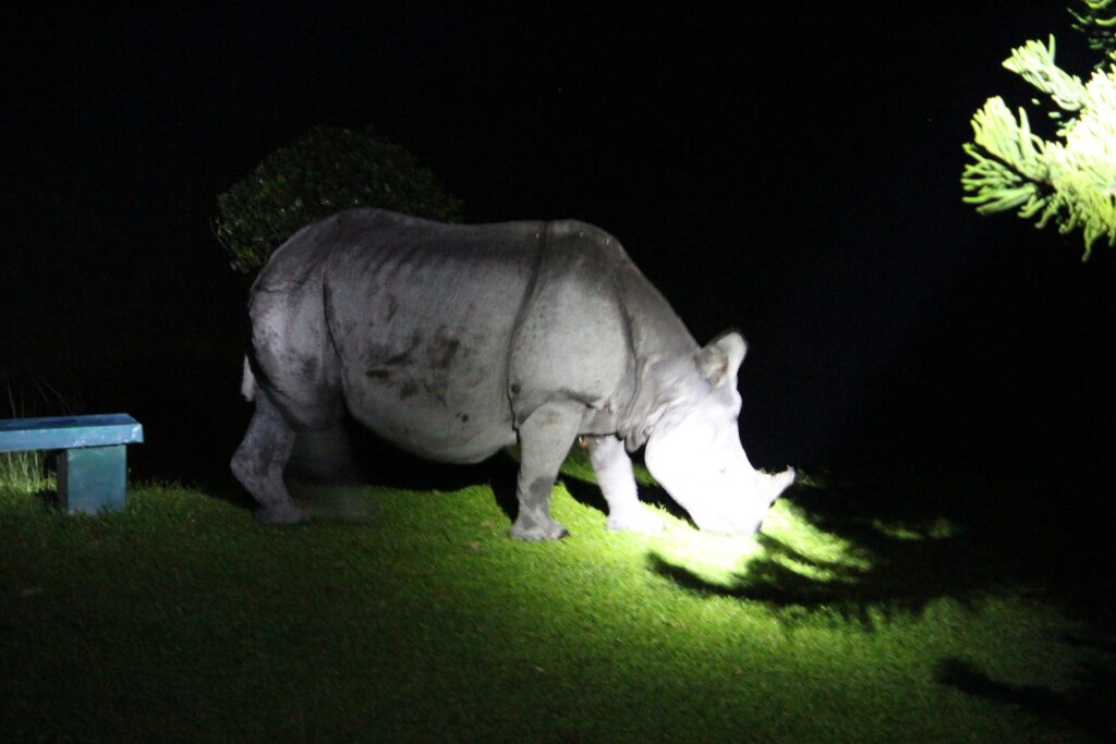 one horned rhino in jaldapara