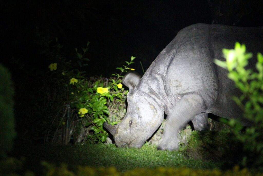 rhino jaldapara