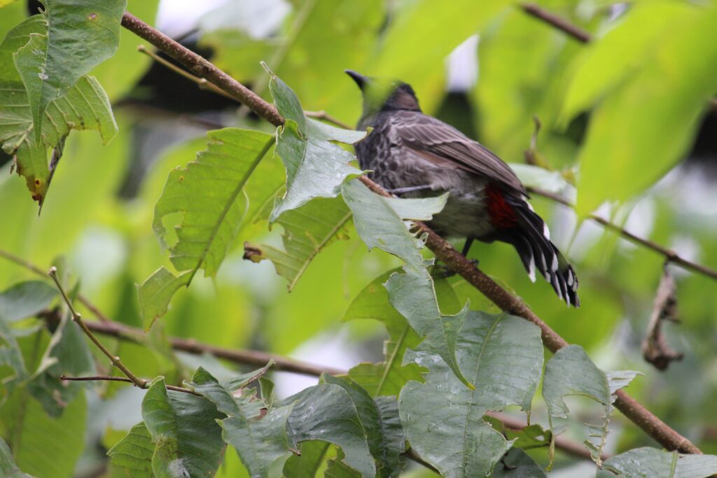 birds in jaldapara