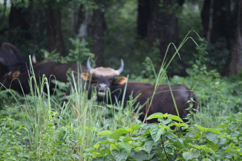 bison in jaldapara