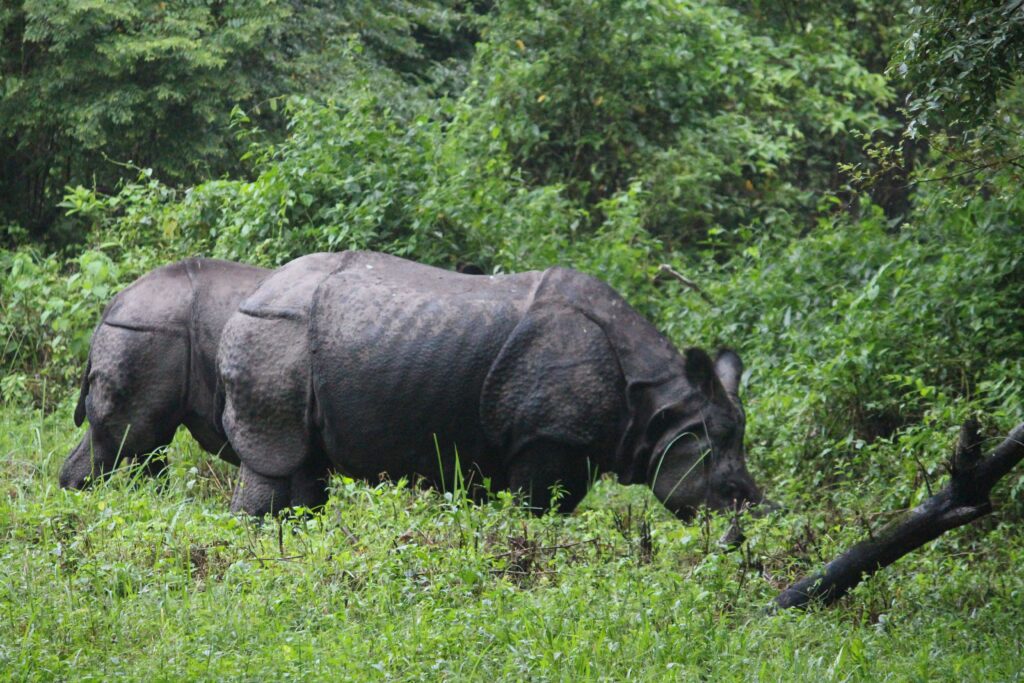 rhino in jaldapara