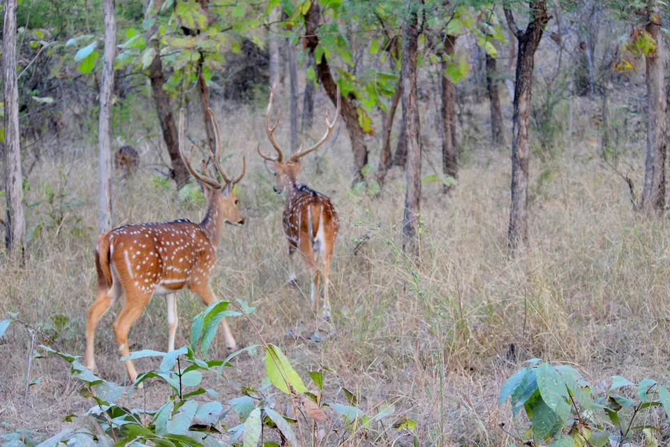 panna national park