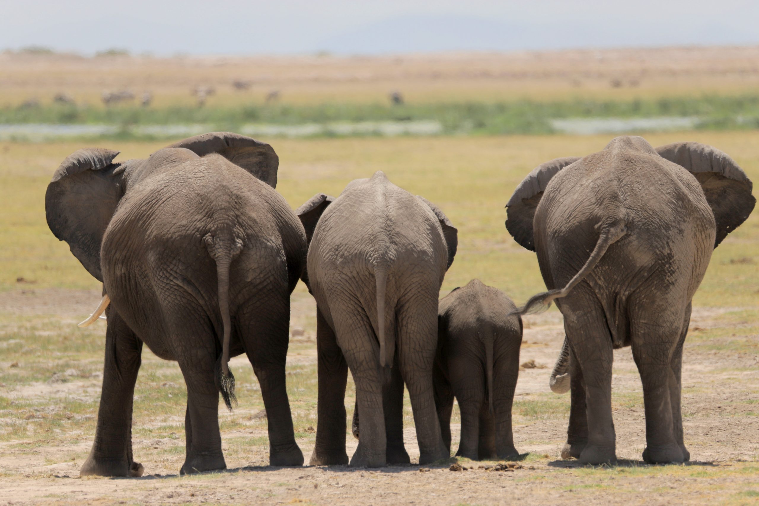 cute elephant bums 48 Hours In Amboseli