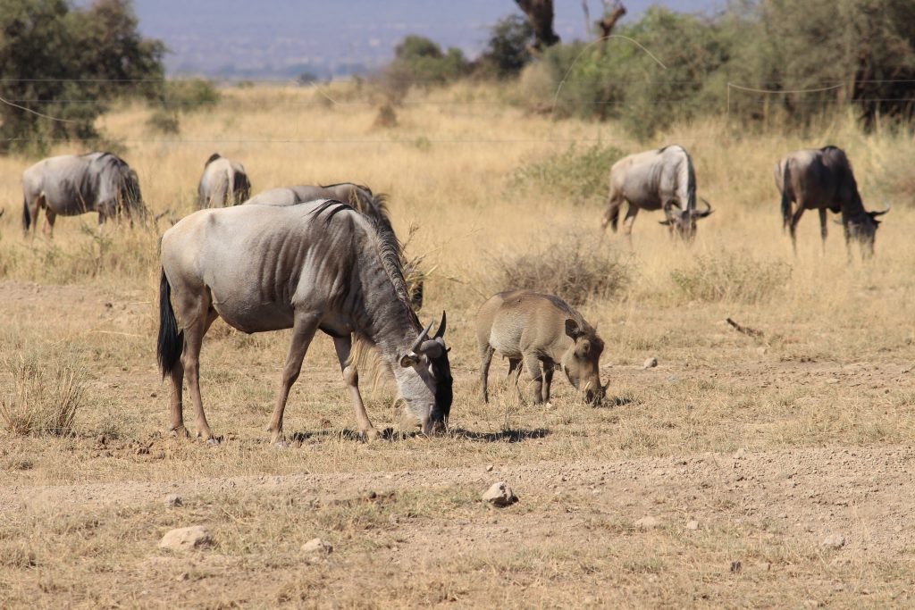 wildebeest amboseli backpacking romance