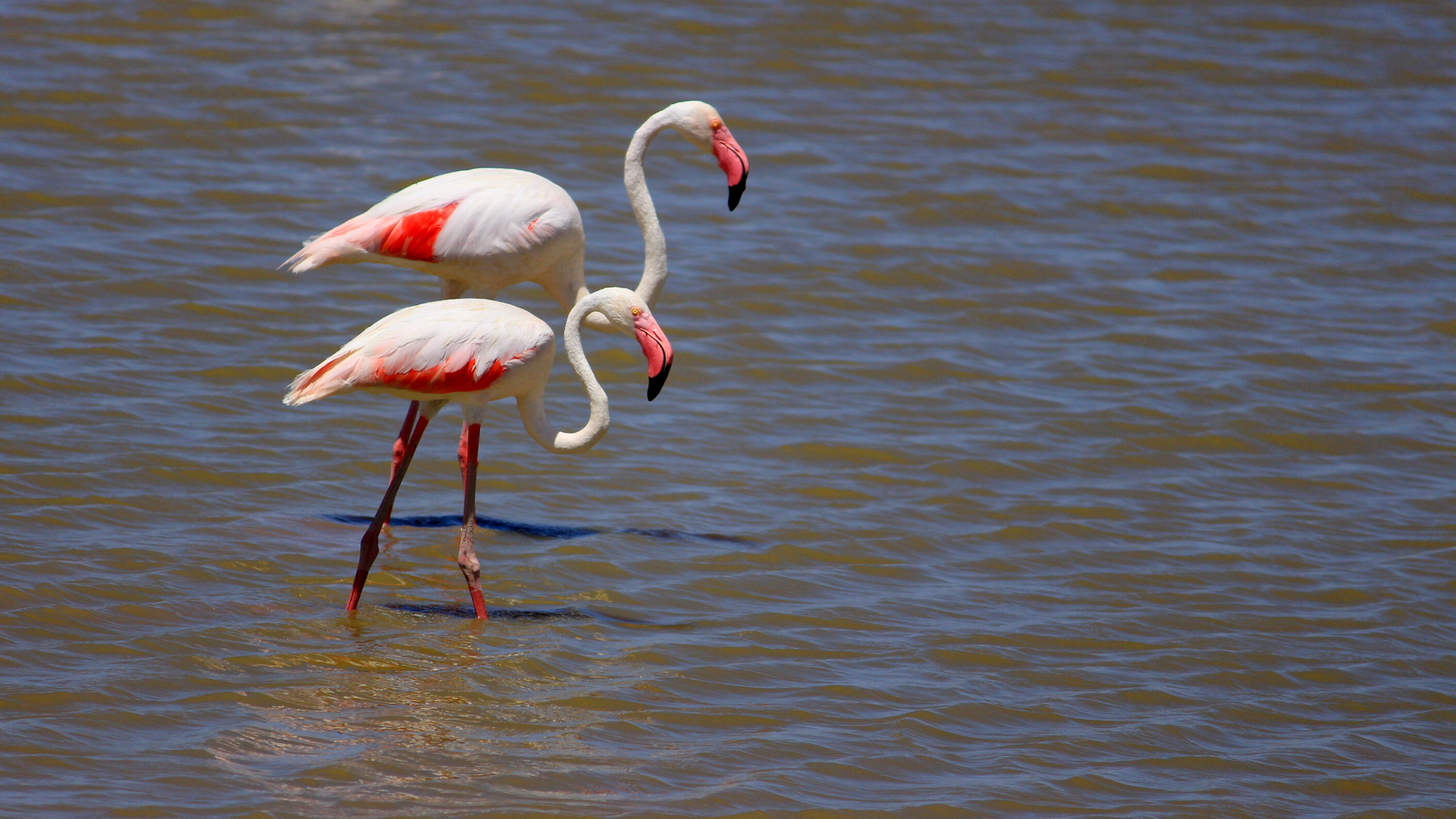 flamingoes amboseli