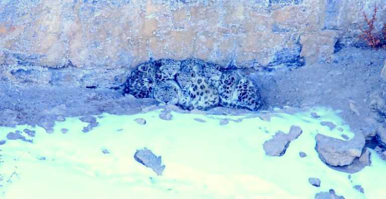 snow leopards