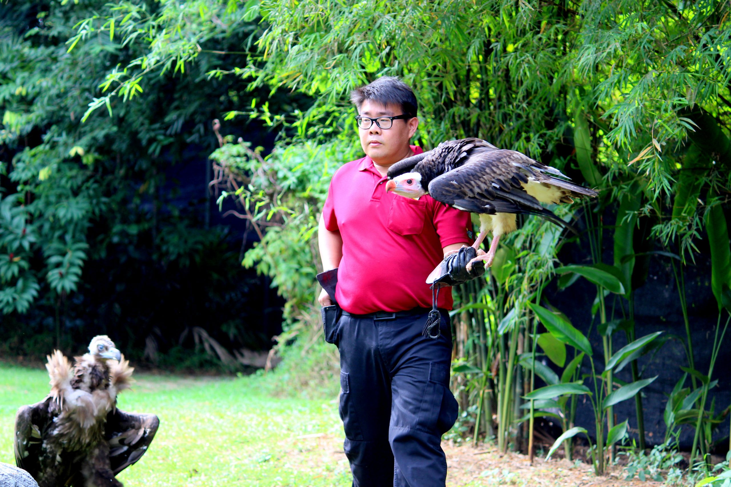 birds of prey jurong bird park