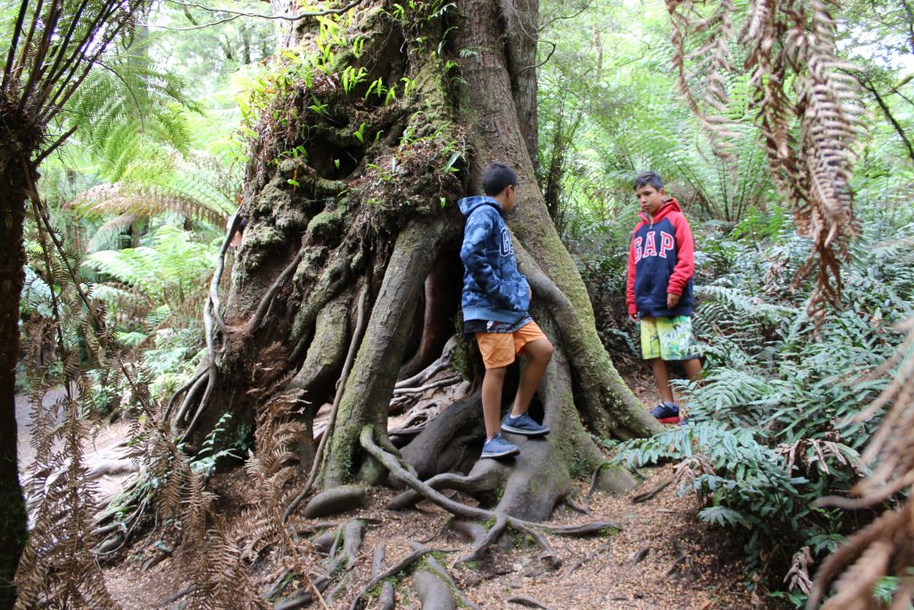 great otway national park