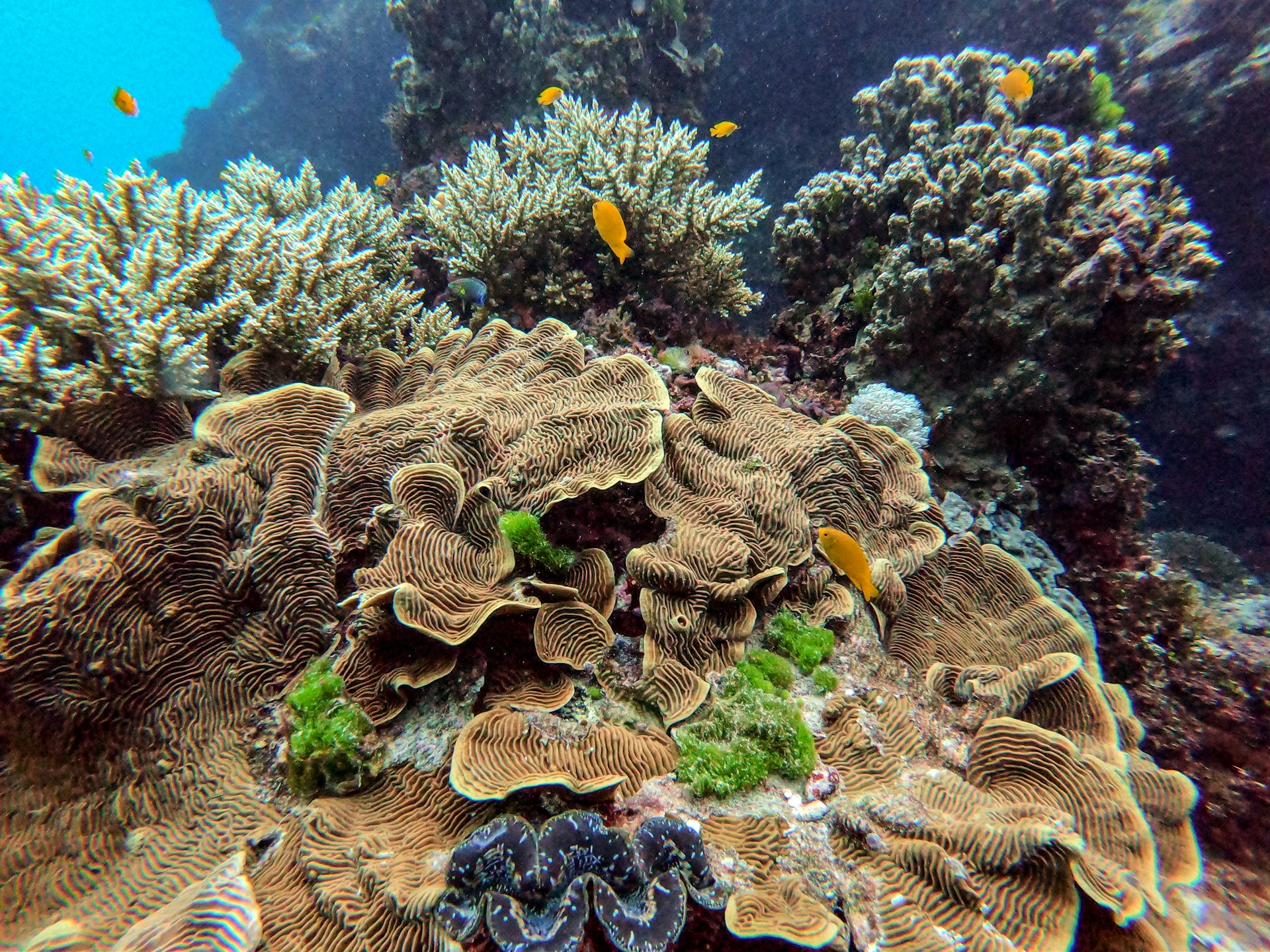 great barrier reef