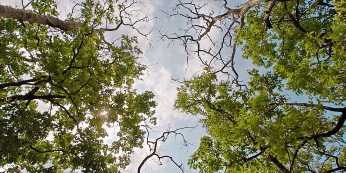pench national park