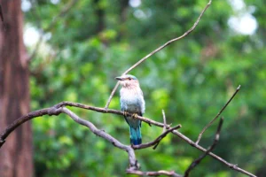 birds of pench