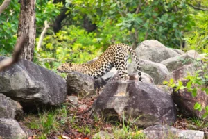 leopard in pench