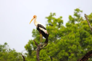 birds of pench