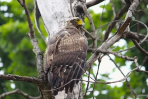 birds of pench