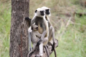 langurs in pench