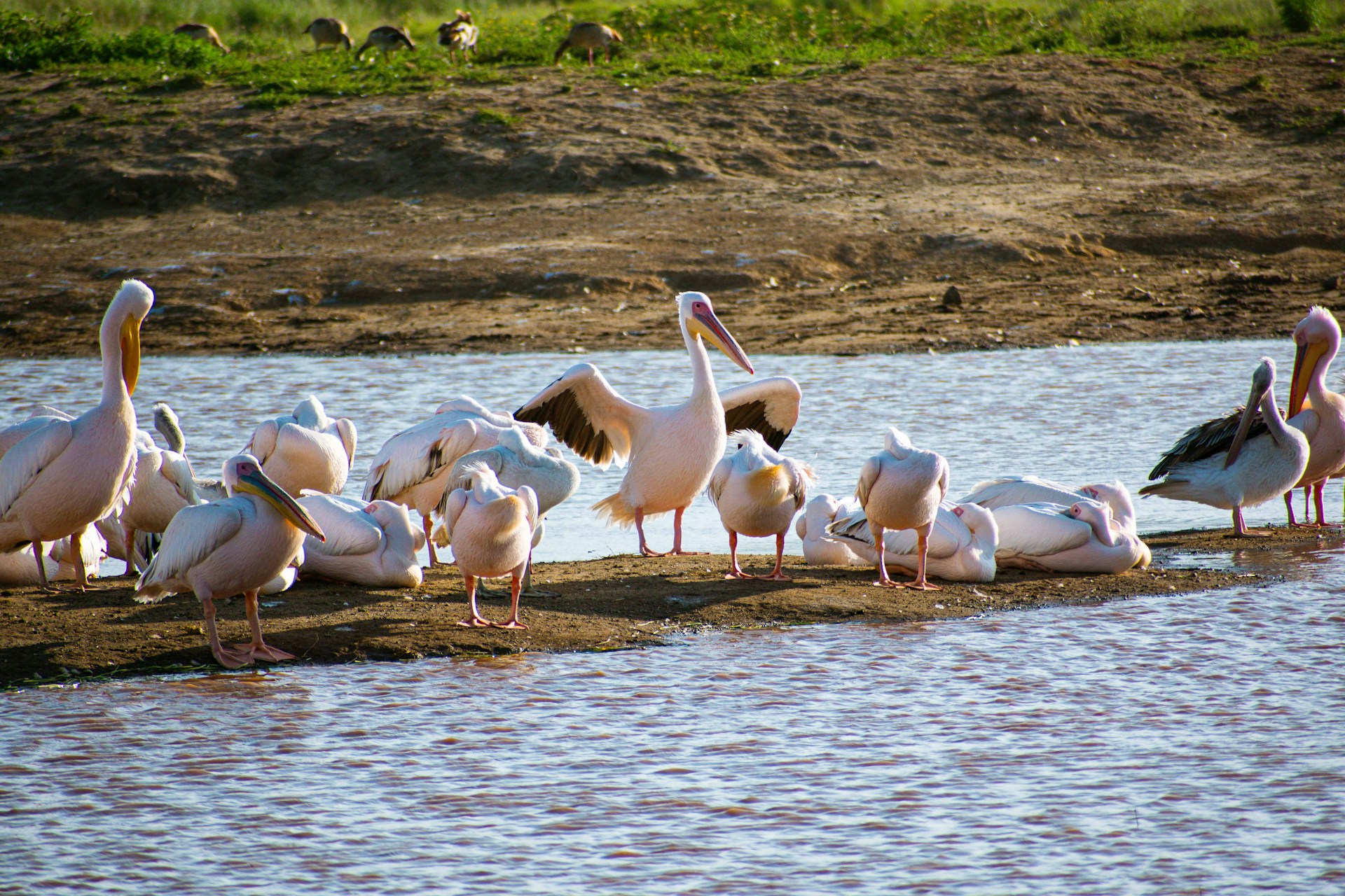 lake nakuru national park in kenya