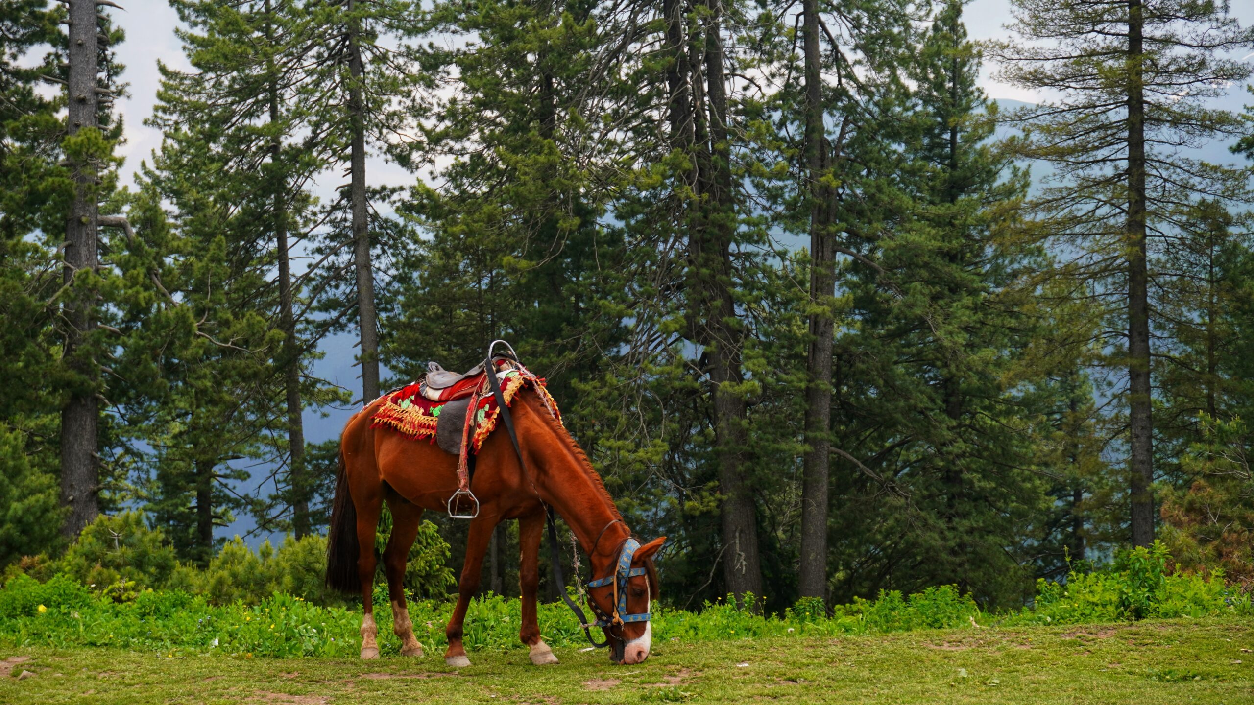 lidderwat kashmir june