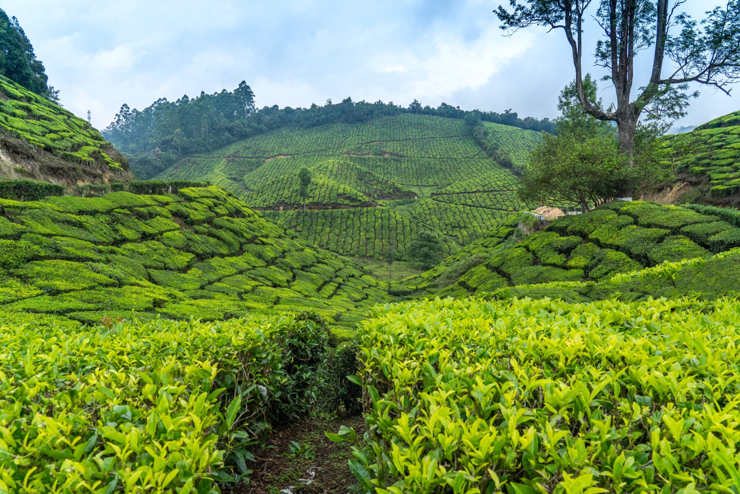 munnar kerala