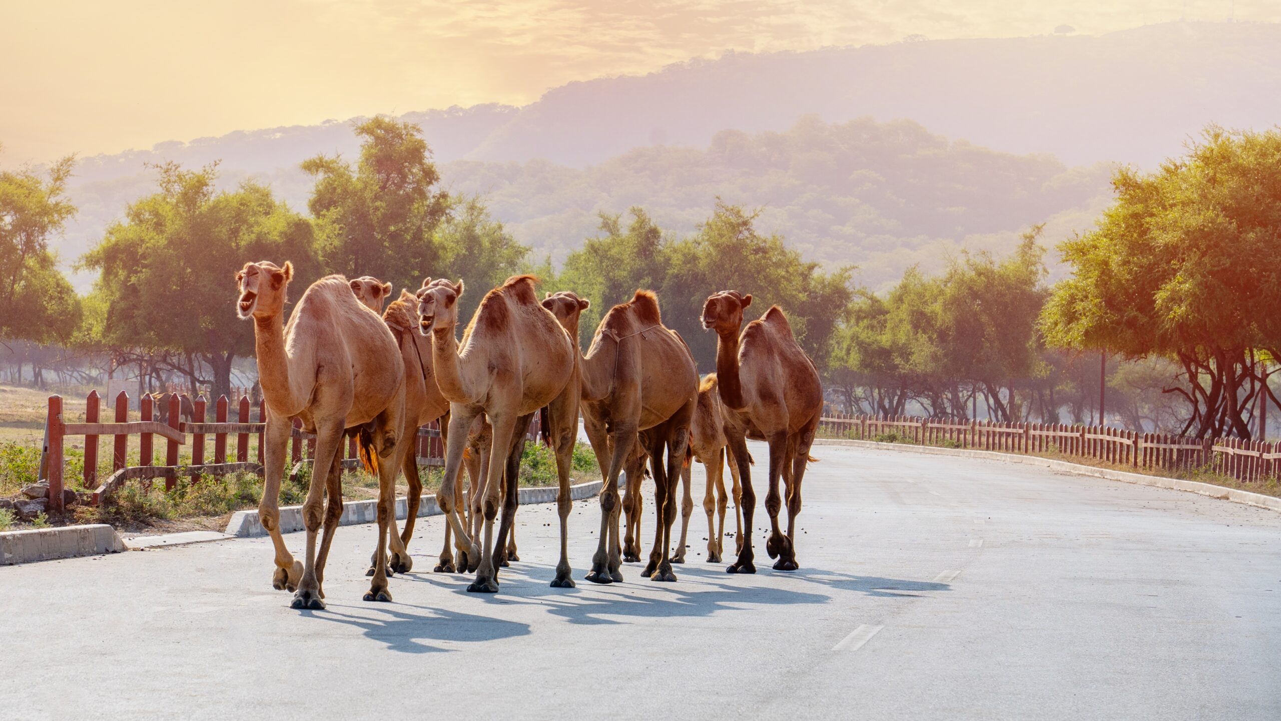 is oman safe to travel