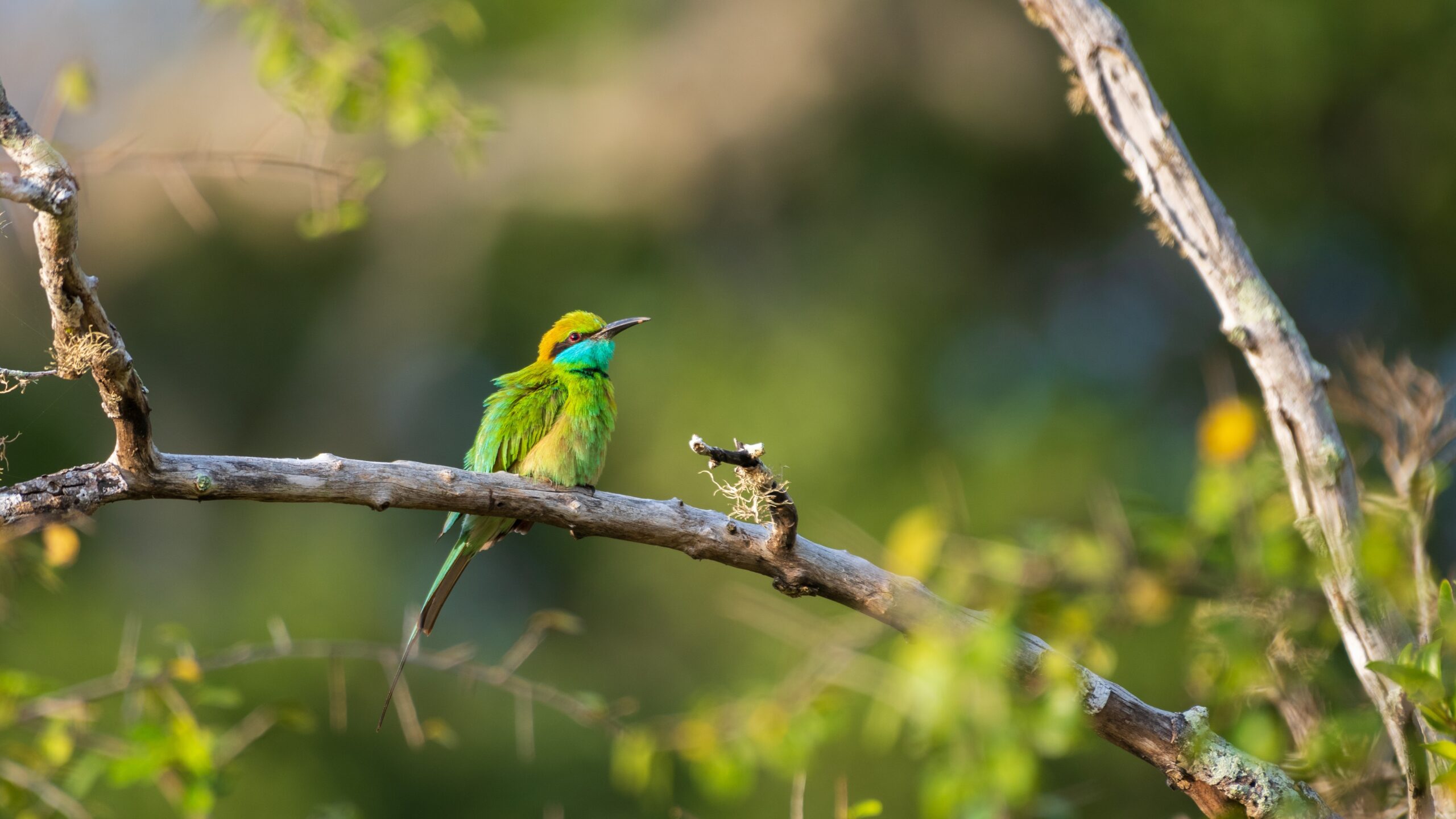 birdwatching at yala national park