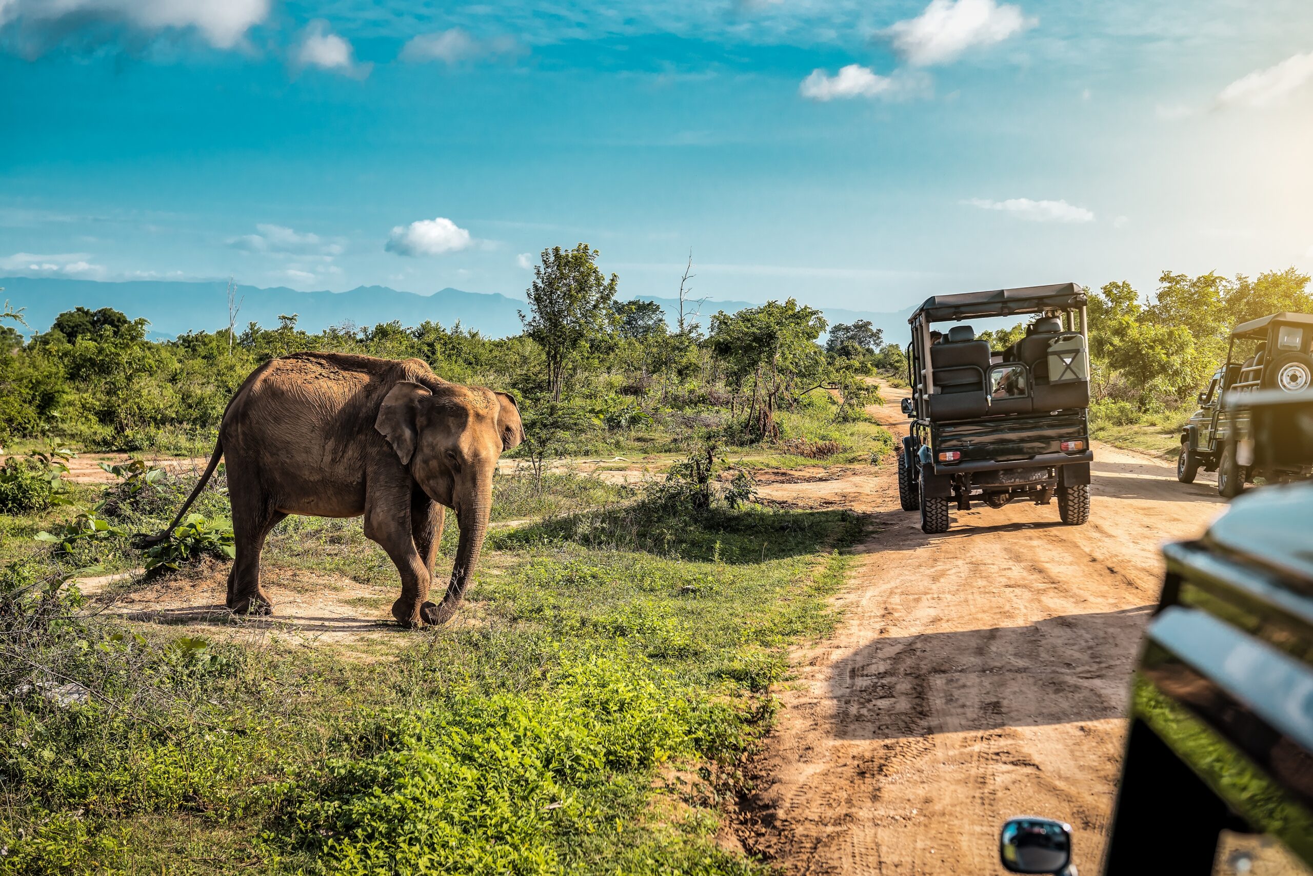 Yala national park elephant