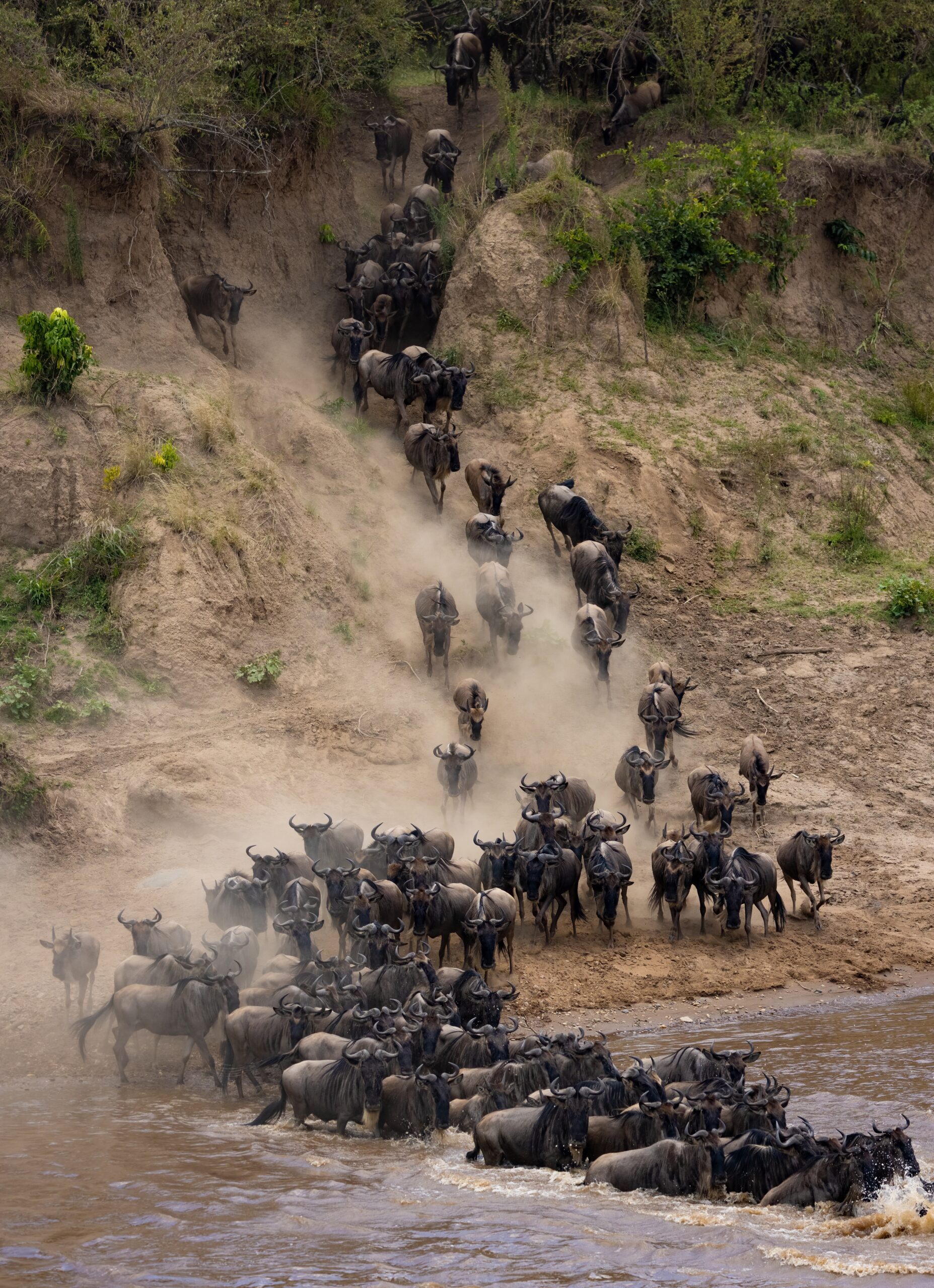 Wildebeest During the Great Migration in Africa 