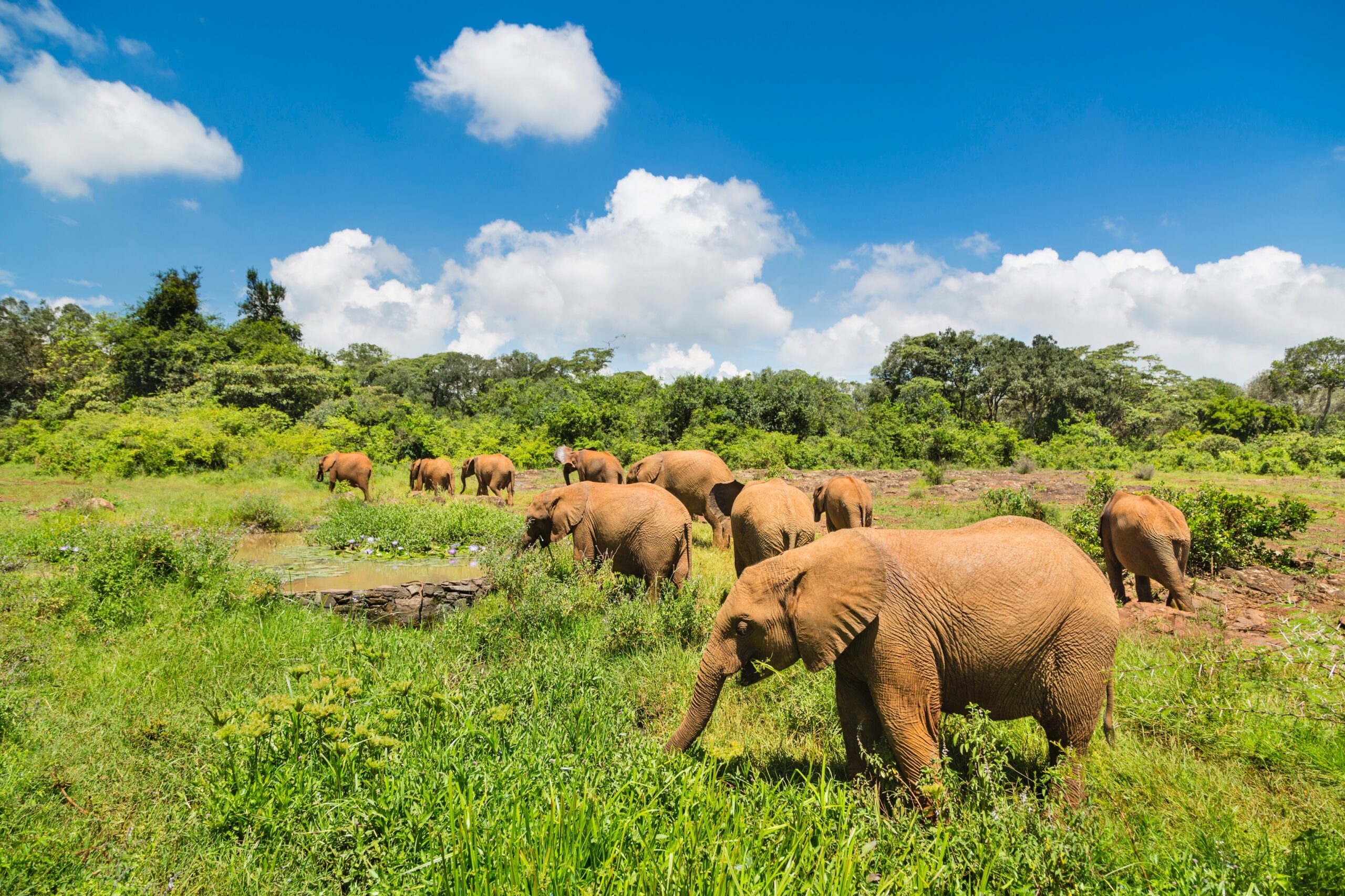Baby elephants in the elephant orphange of Nairobi National Park, Kenya.