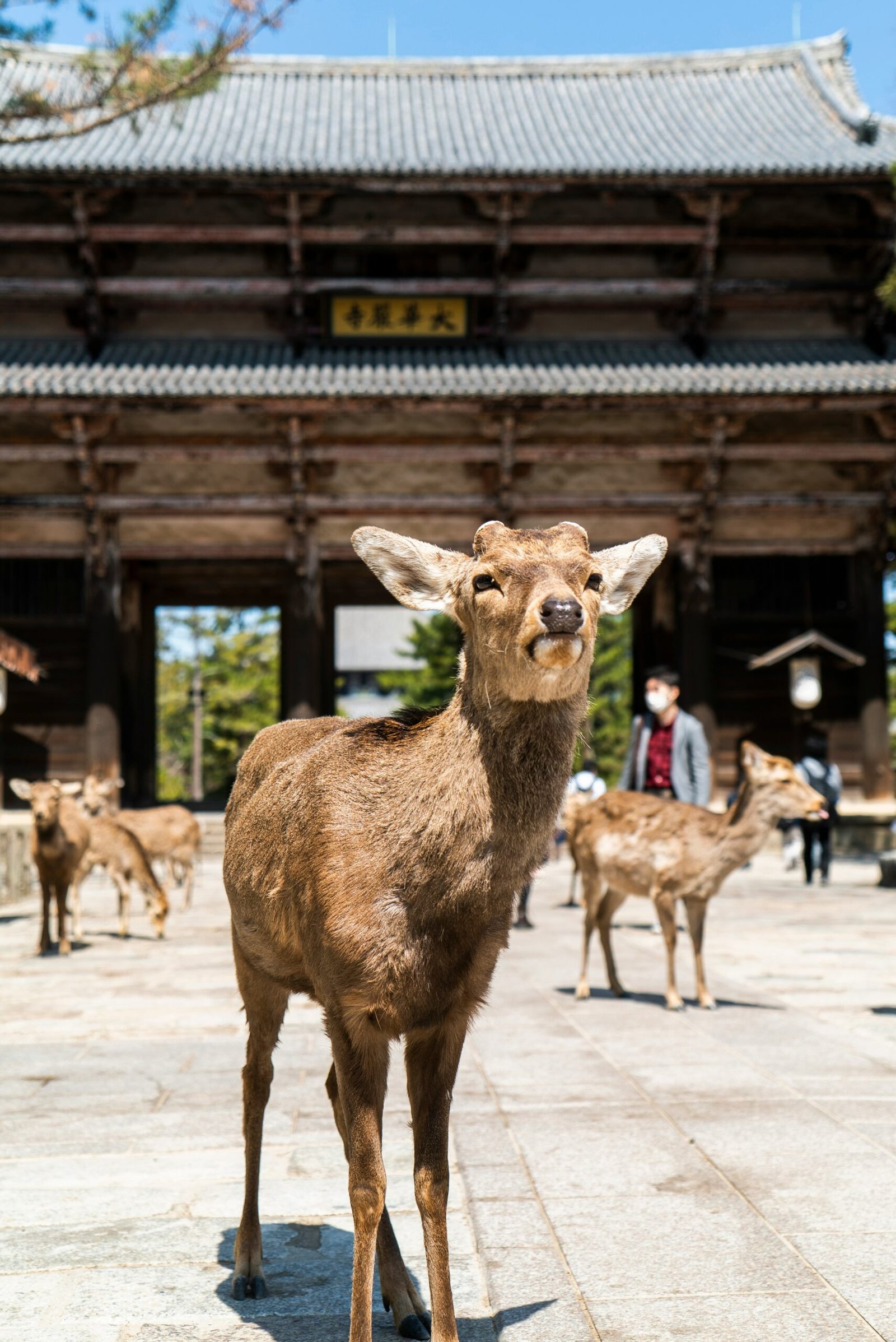 deer nara