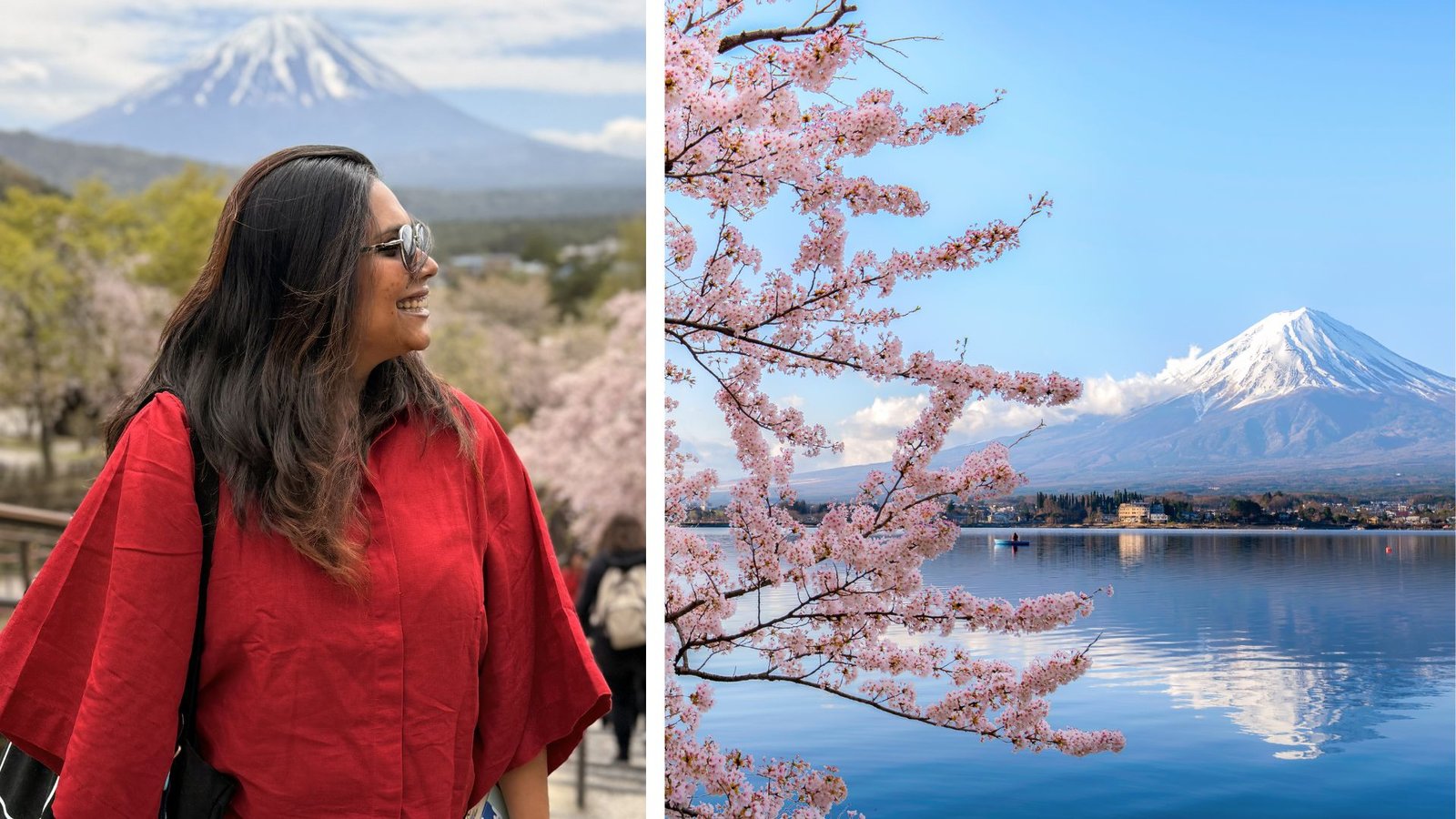 Japan cherry blossoms