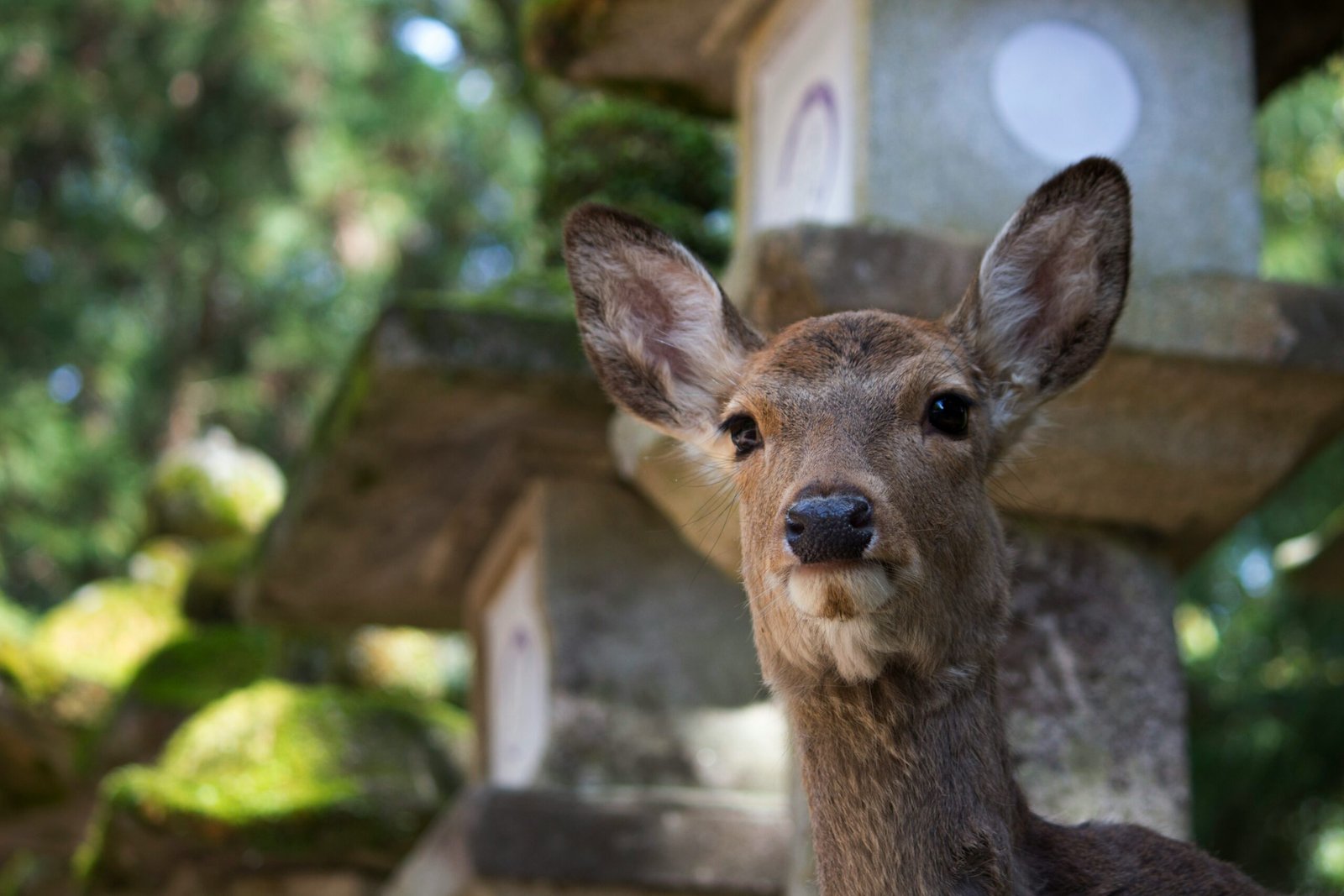 nara deer