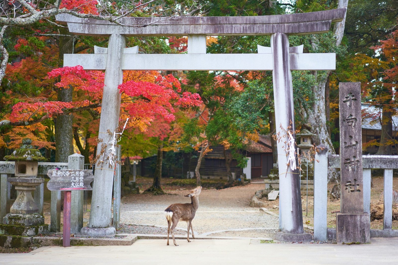 daytrip to nara japan