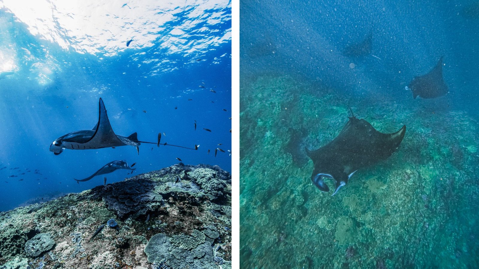 manta rays