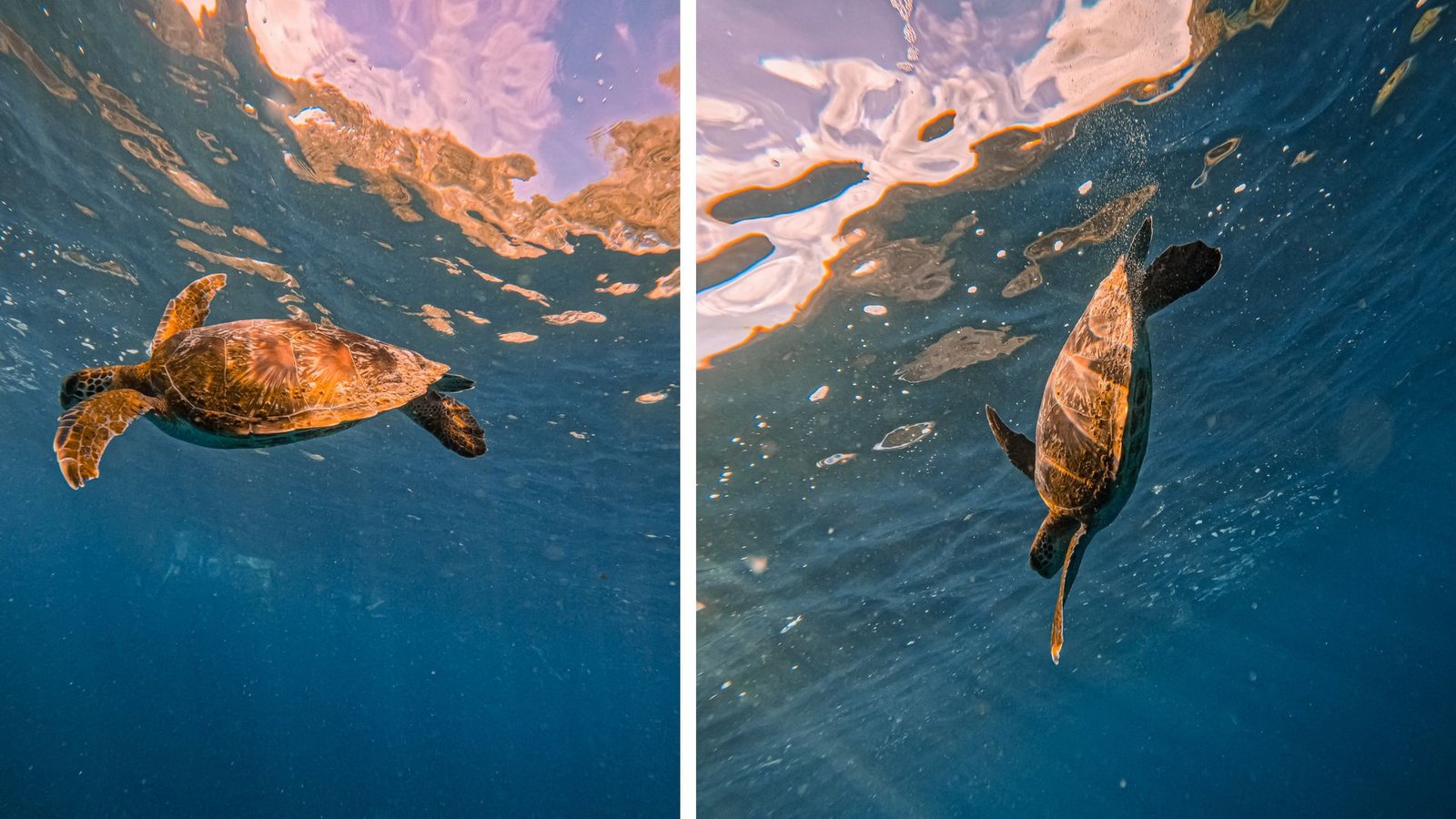 turtle in nusa penida