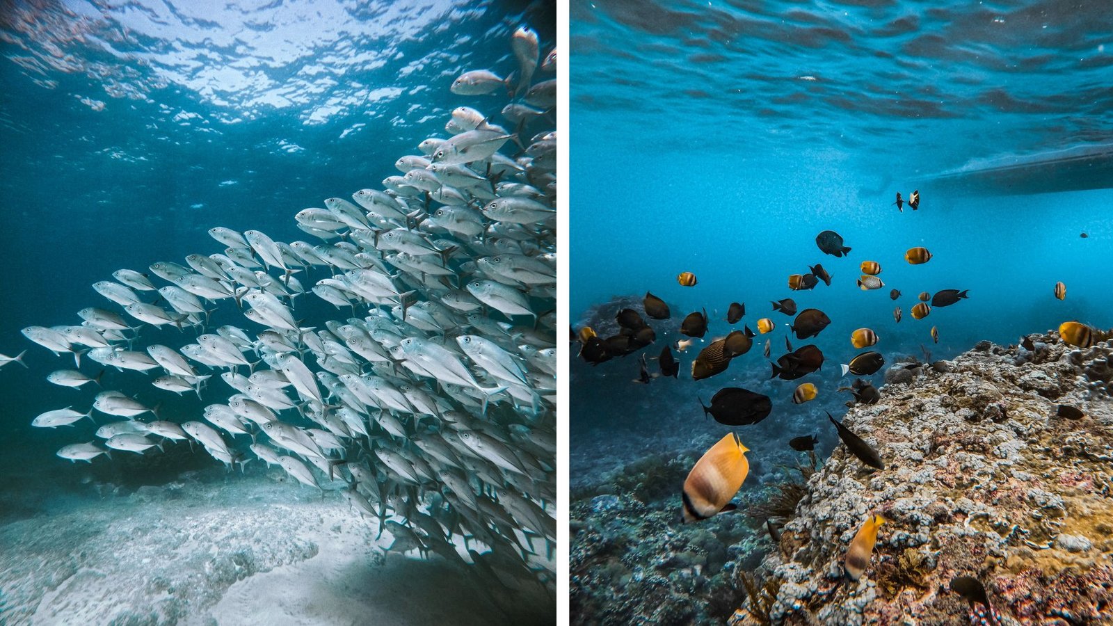 nusa penida snorkelling