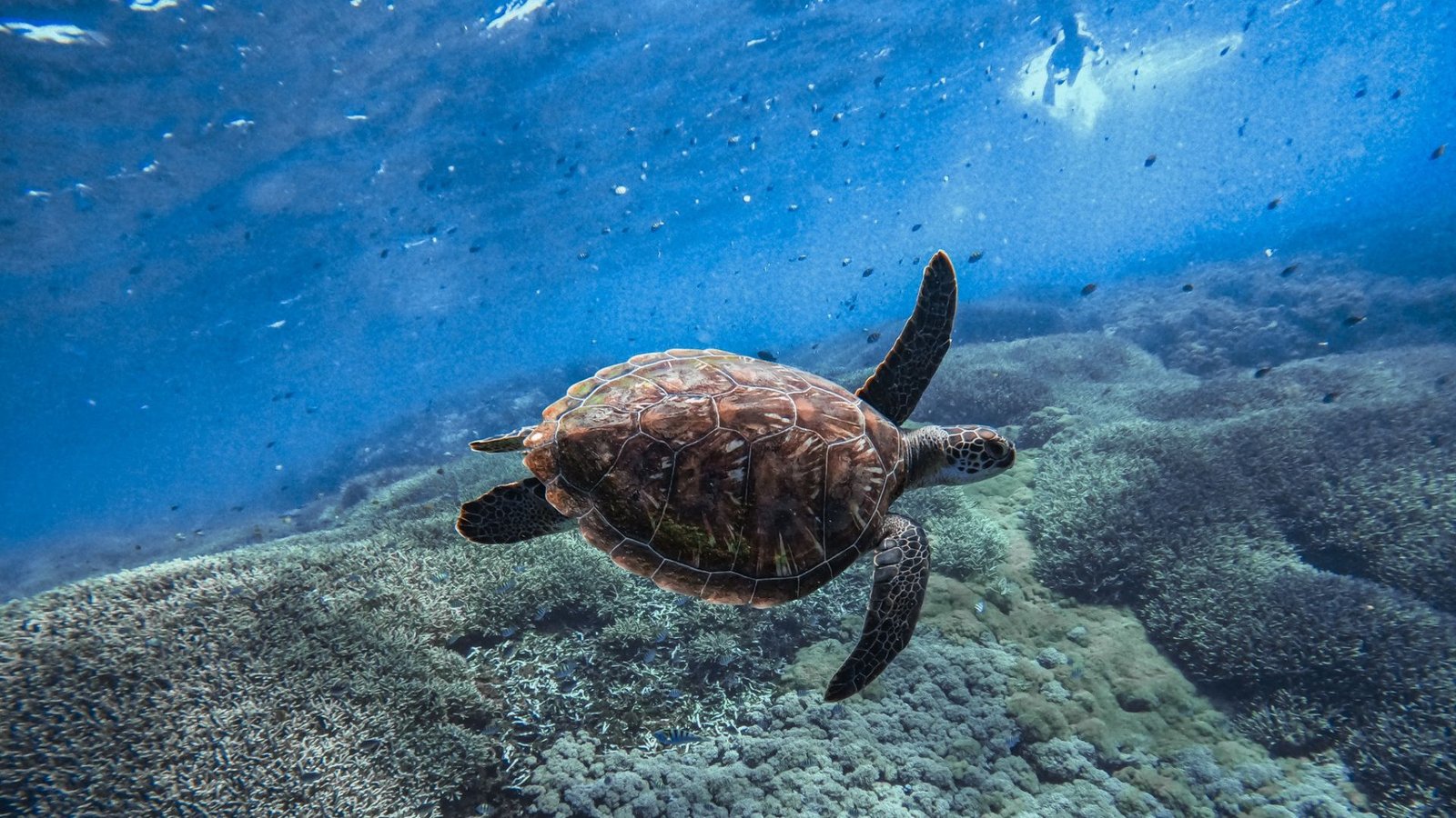 Turtle in Nusa penida